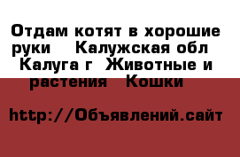 Отдам котят в хорошие руки  - Калужская обл., Калуга г. Животные и растения » Кошки   